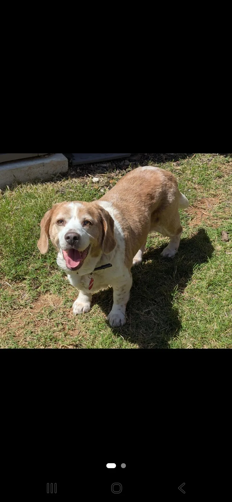 An adult medium-sized female Basset Hound dog named Daisy for adoption in Plano, TX