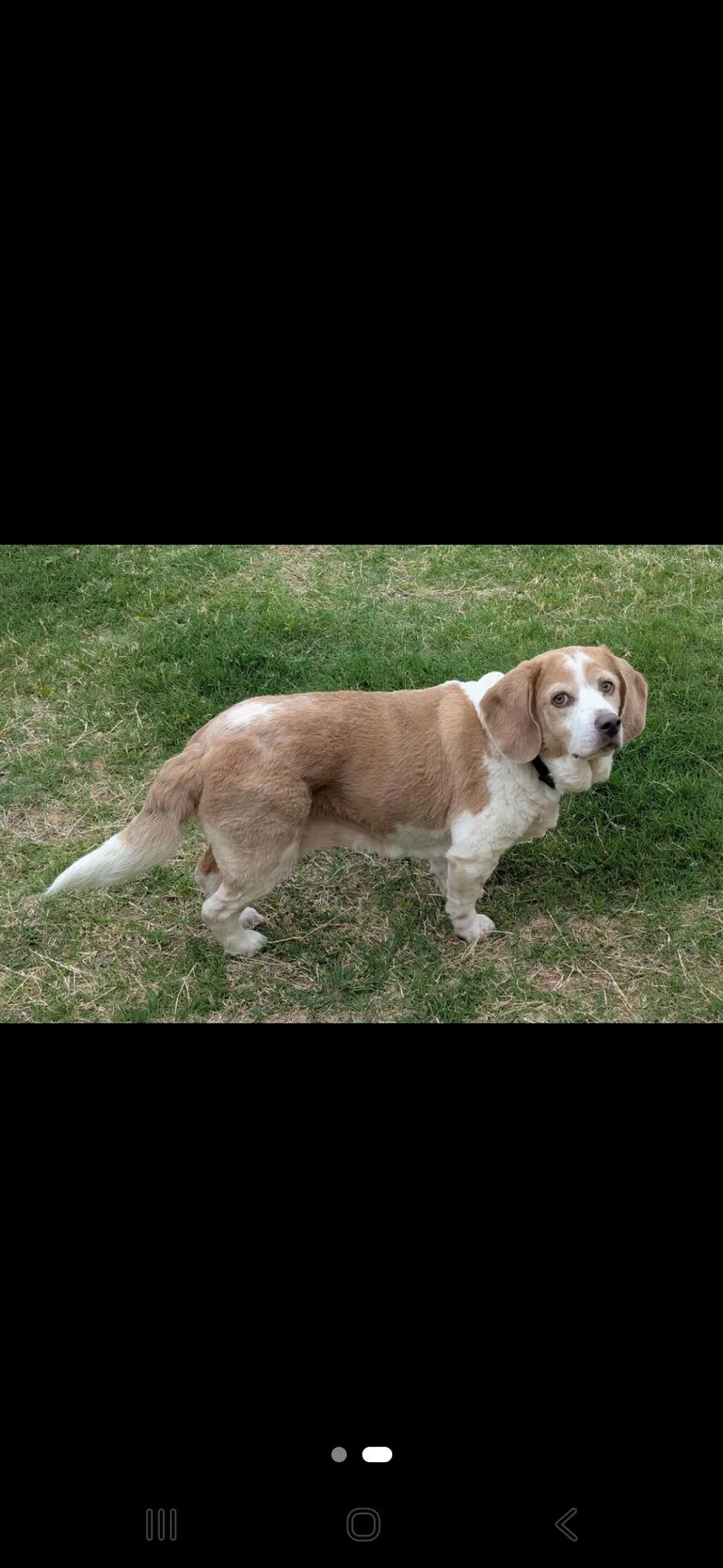Daisy thumbnail 2