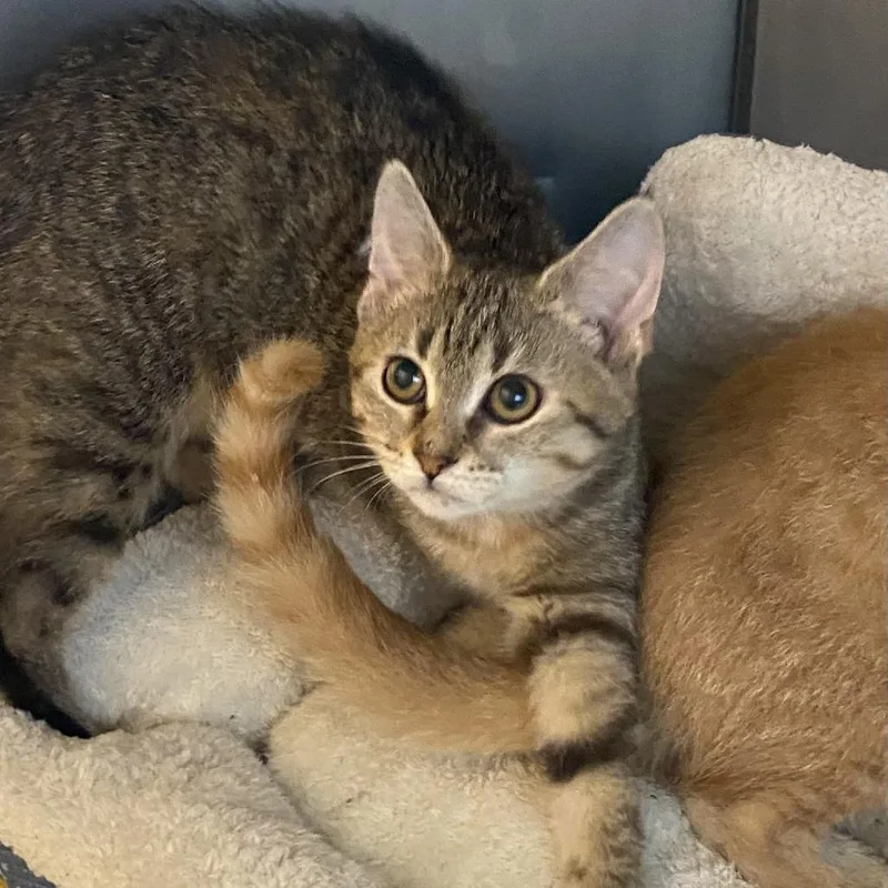 A baby small-sized female Orange / Red Domestic Short Hair cat named Velora for adoption in Wadena, MN