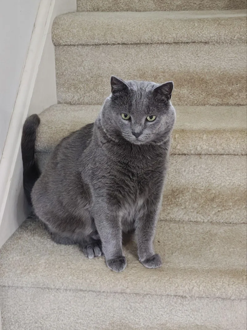 An adult medium-sized male Gray / Blue / Silver Domestic Short Hair cat named Smokey for adoption in Trexlertown, PA