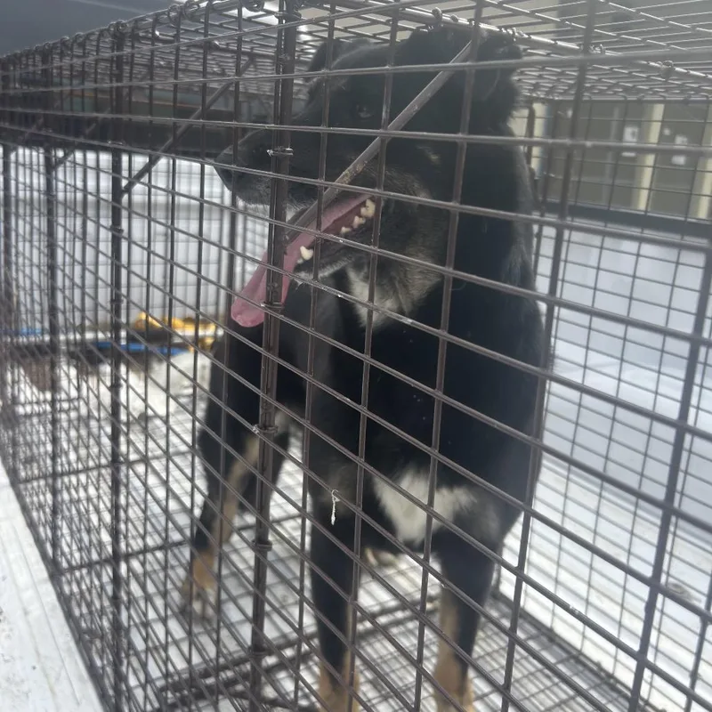 An adult medium-sized female Black German Shepherd Dog dog named Lilith for adoption in Lufkin, TX