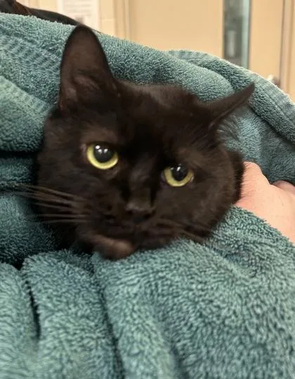 An adult medium-sized female Domestic Short Hair cat named Little for adoption in Fishers, IN