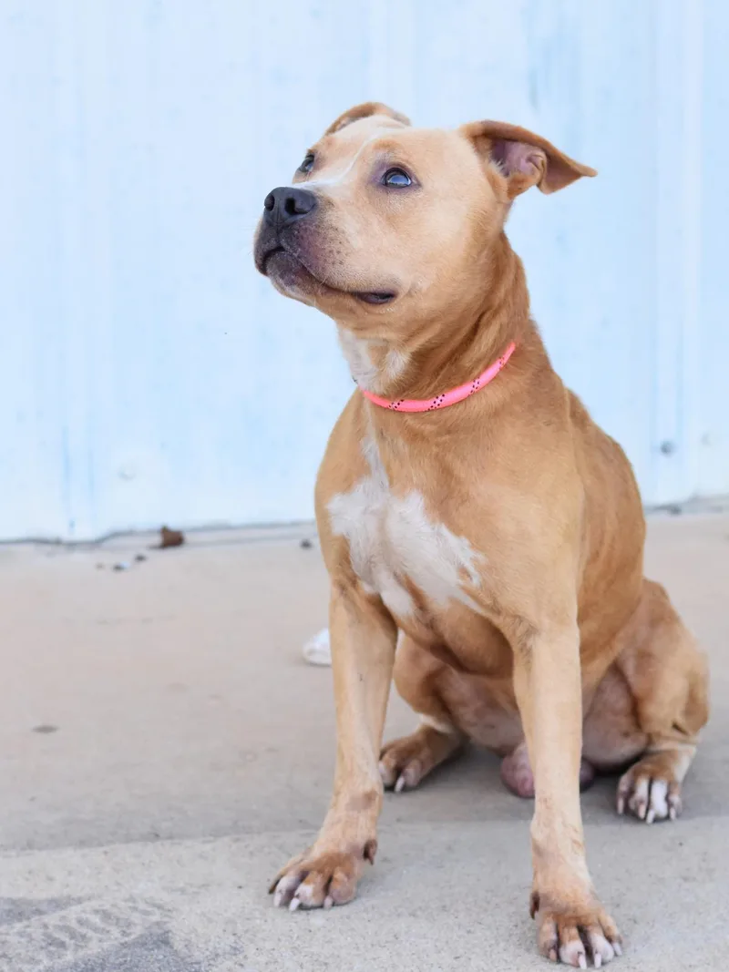 A baby medium-sized male American Staffordshire Terrier dog named Wiley for adoption in Houston, TX
