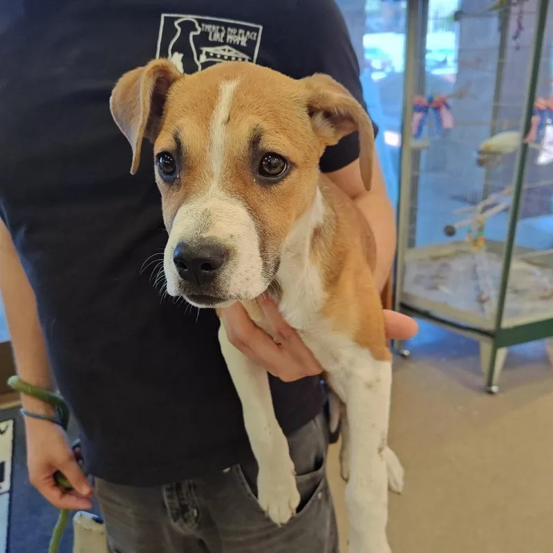 A baby medium-sized female Yellow / Tan / Blond / Fawn Pit Bull Terrier dog named IEPAStray__ for adoption in Upland, CA