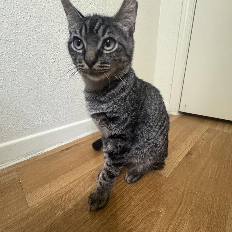 A baby small-sized male Brown / Chocolate Domestic Short Hair cat named Marcello for adoption in Houston, TX