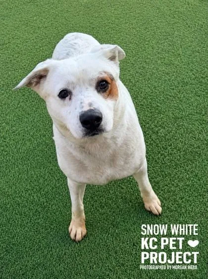 Snow White thumbnail 3