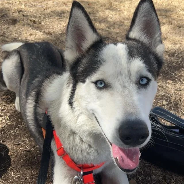 Luca