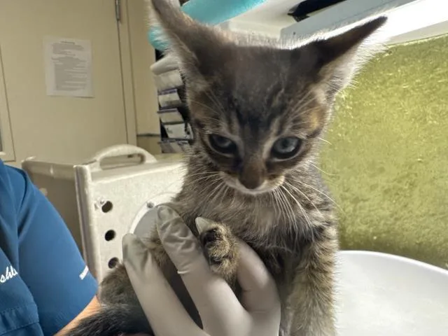 A baby small-sized male Domestic Short Hair cat named Milo for adoption in Riverside, CA