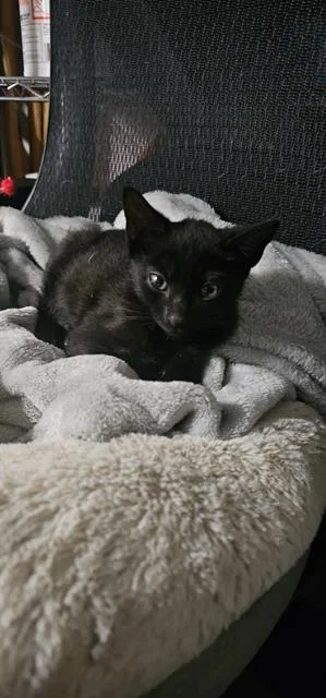 A baby small-sized male Domestic Short Hair cat named Maddox for adoption in Macon, GA