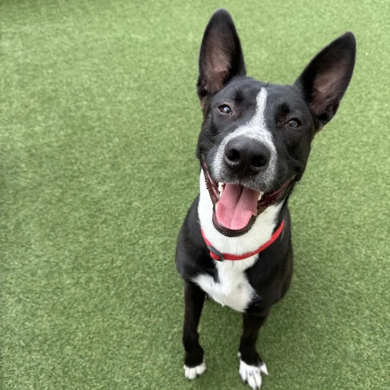 A young medium-sized male Black Black Labrador Retriever dog named Knight for adoption in Houston, TX