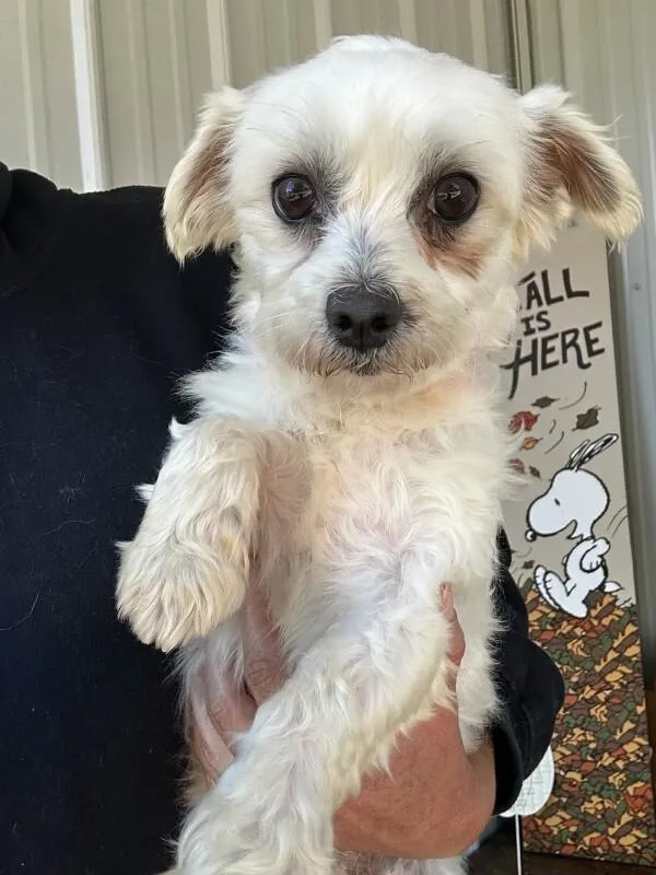 An adult small-sized female Maltese dog named Mae for adoption in Fredericksburg, VA