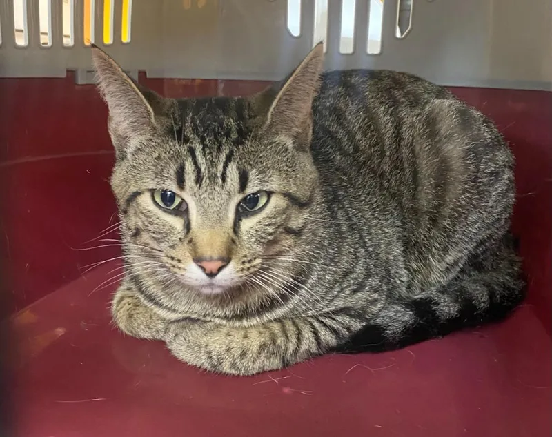 A young medium-sized male Domestic Short Hair cat named Cosmo for adoption in Bryant, AR