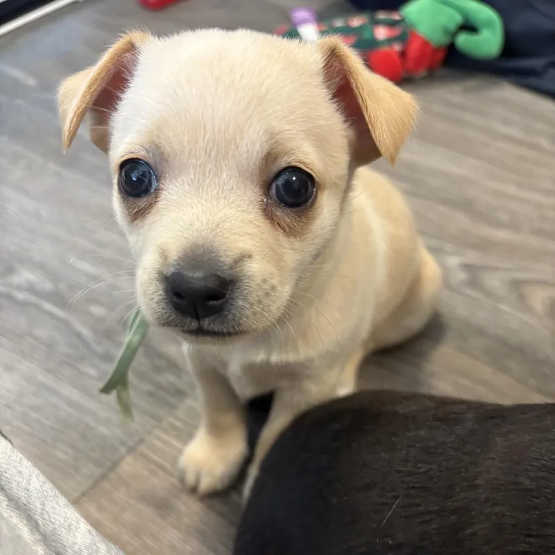 A baby small-sized female Yellow / Tan / Blond / Fawn Chihuahua dog named Fern for adoption in Benton City, WA