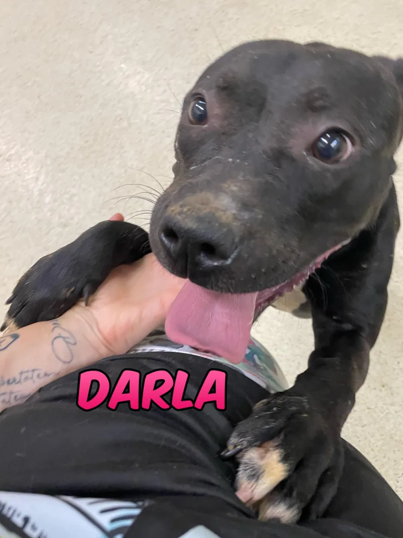 An adult medium-sized female Terrier dog named Darla for adoption in Muncie, IN