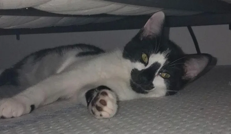 A baby medium-sized male Black & White / Tuxedo Tuxedo cat named Ace for adoption in Springfield, OR