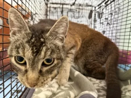 An adult medium-sized female Domestic Short Hair cat named Gladys for adoption in San Pedro, CA