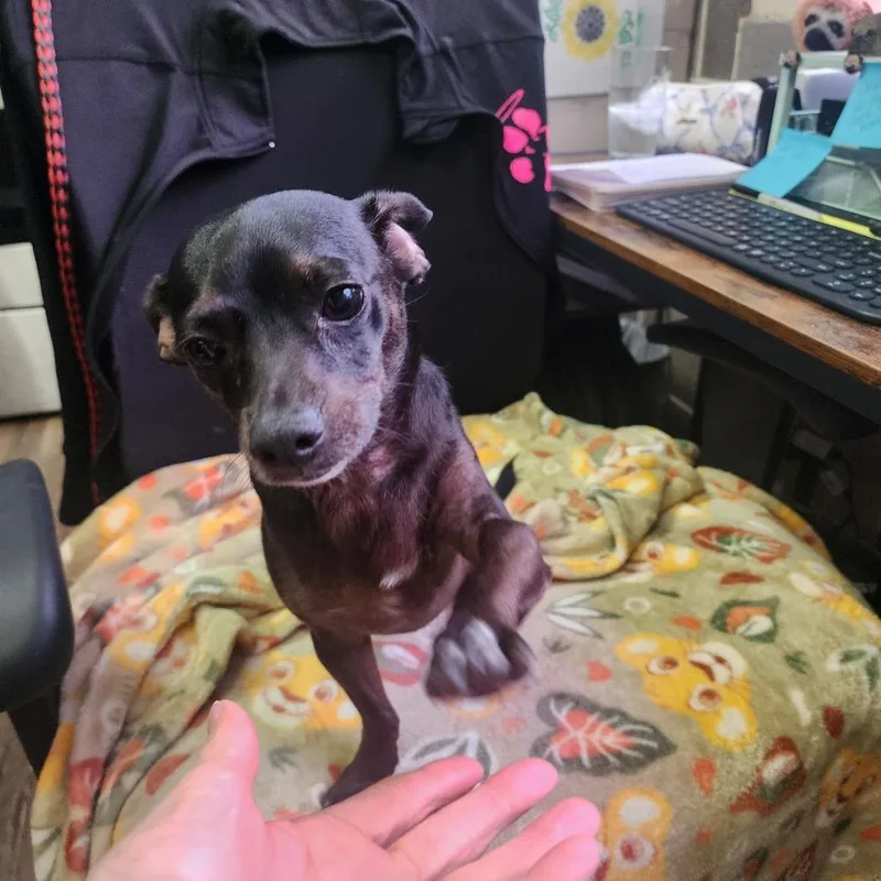 An adult small-sized male Black Dachshund dog named Otis for adoption in Evensville, TN