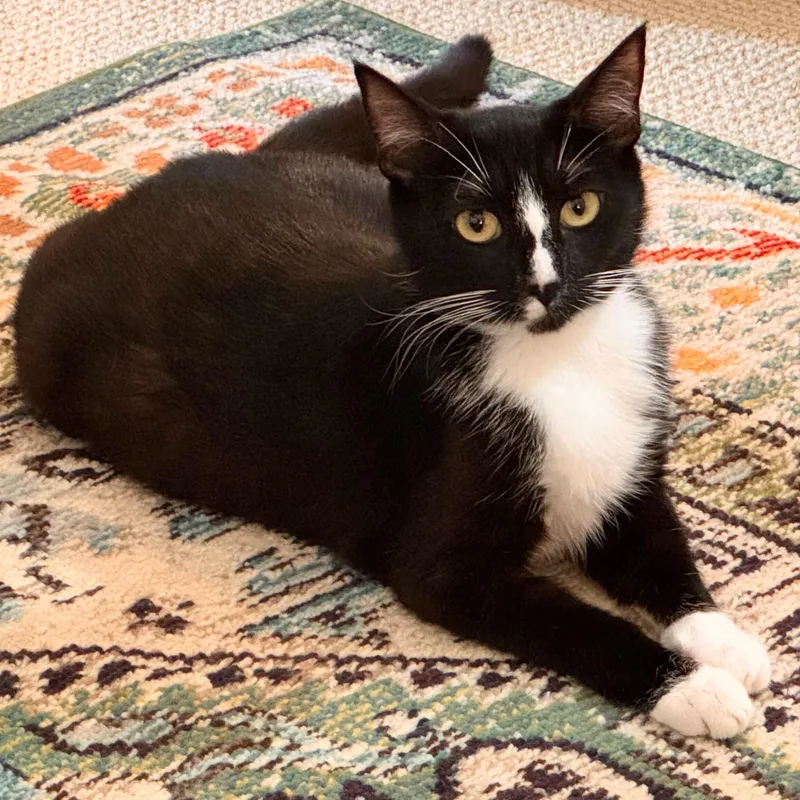 A young medium-sized female Black & White / Tuxedo Domestic Short Hair cat named Truffle for adoption in Wilsonville, OR