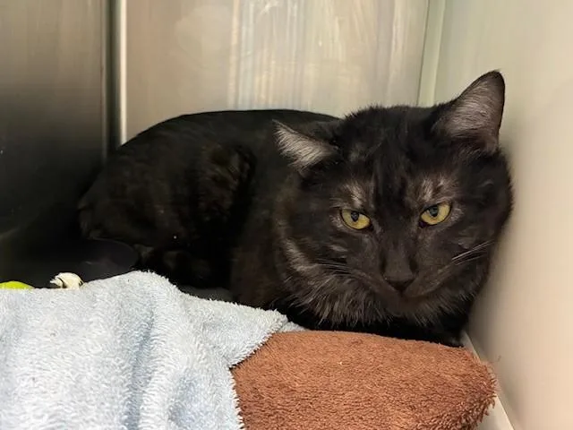 An adult medium-sized male Domestic Short Hair cat named Groot for adoption in Brighton, CO