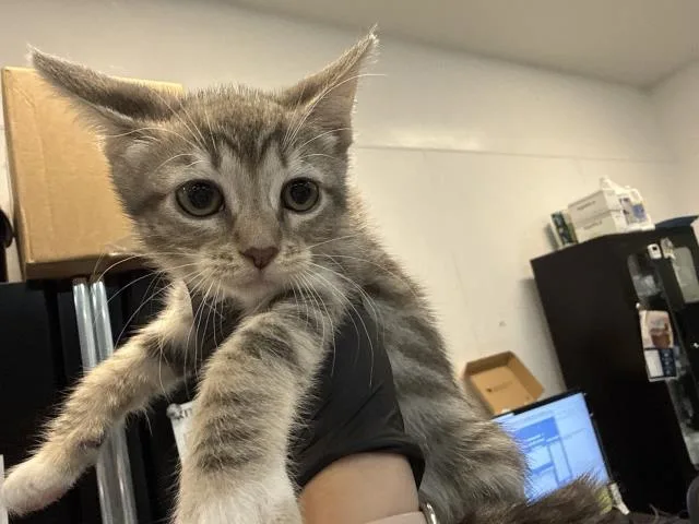 A baby small-sized female Domestic Short Hair cat named A for adoption in Thousand Palms, CA