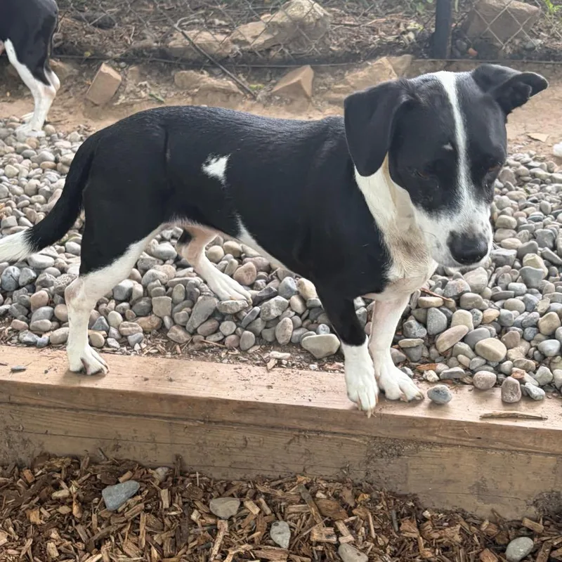 An adult small-sized female Black Mixed Breed dog named Millie for adoption in Rockville, MD