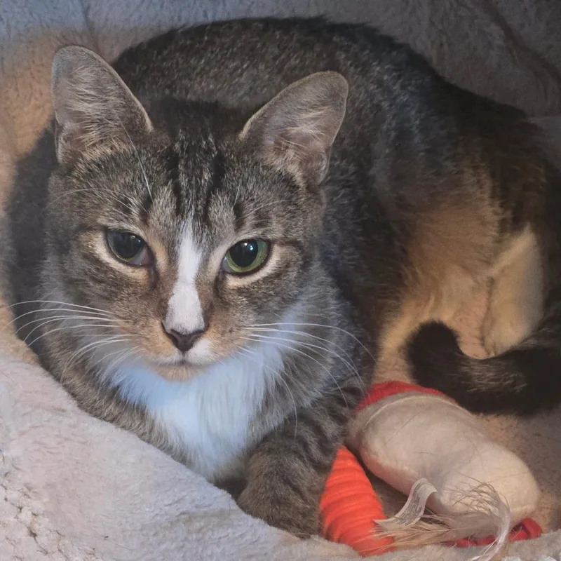 Haisley & Hooper thumbnail 3