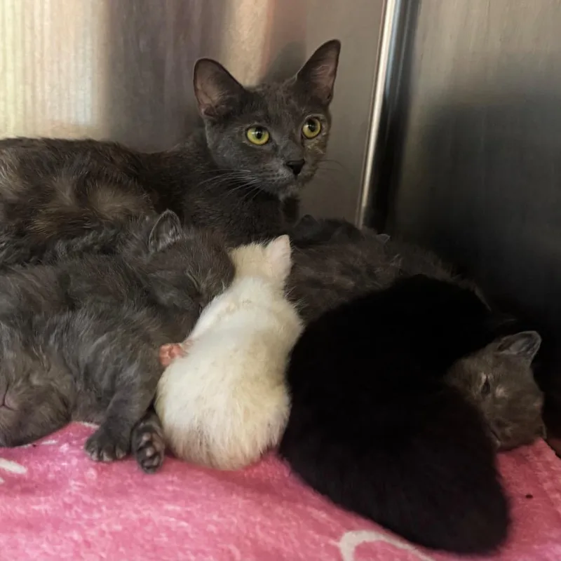 A baby small-sized female Gray / Blue / Silver Domestic Short Hair cat named Skyler for adoption in Wheeling, IL