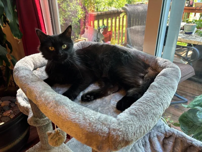A young medium-sized female Domestic Short Hair cat named Legatha for adoption in Cloquet, MN