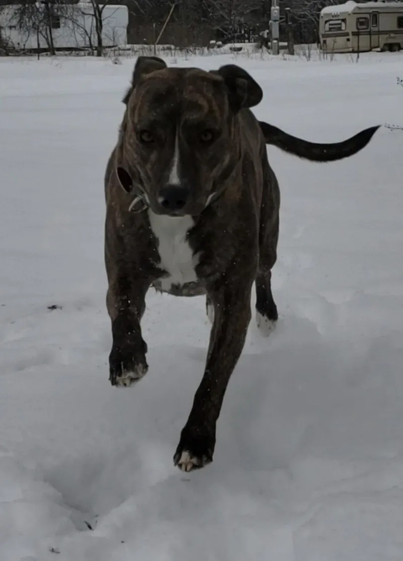 An adult medium-sized female Mixed Breed dog named Honey for adoption in Prague, OK