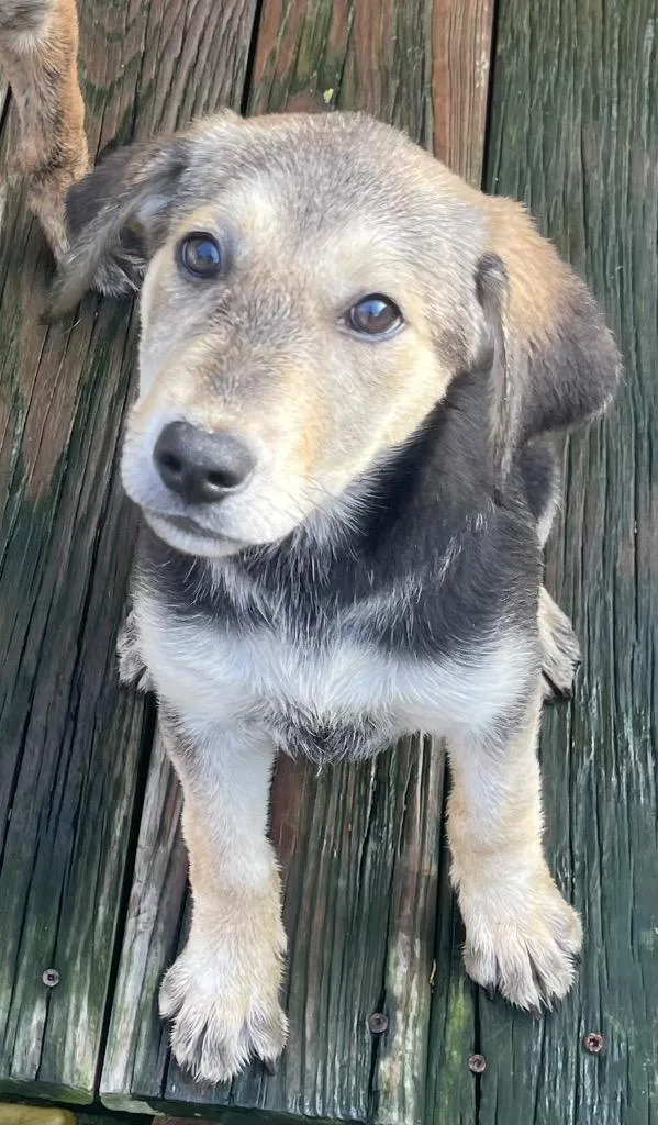 A baby large-sized female German Shepherd Dog dog named Lainey for adoption in St. Augustine, FL