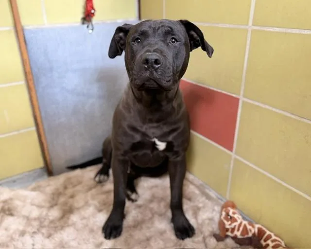 A young large-sized male Pit Bull Terrier dog named Chapo for adoption in Palo Alto, CA