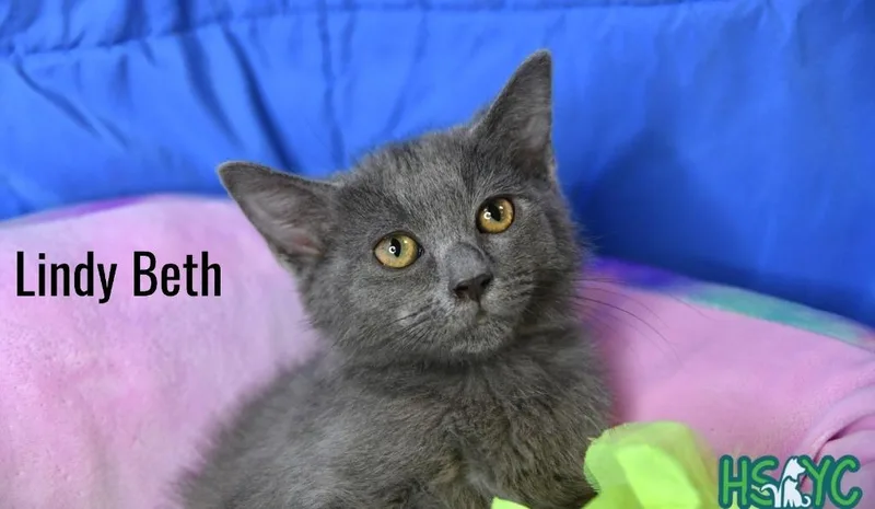 A baby medium-sized female Domestic Short Hair cat named Lindy Beth for adoption in Fort Mill, SC