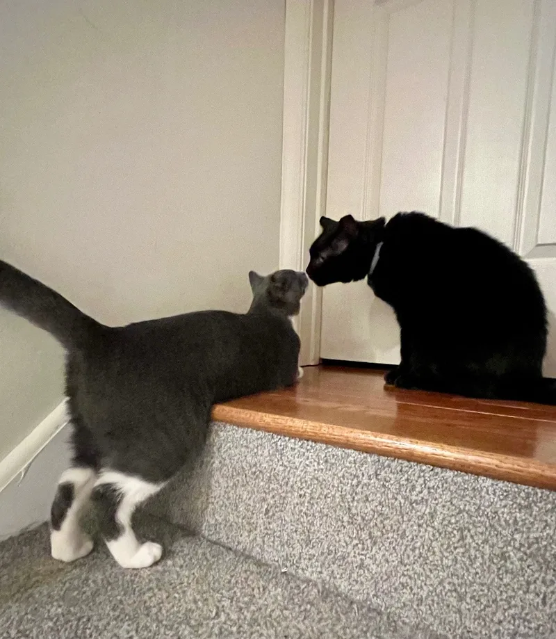 Sweetart thumbnail 2