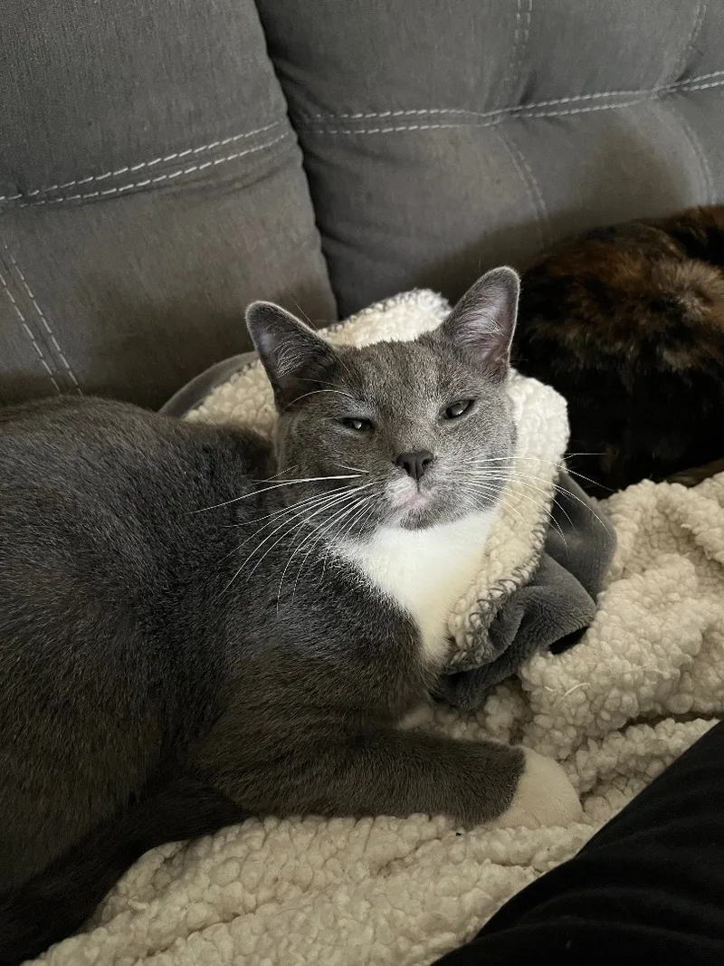 Sweetart thumbnail 3