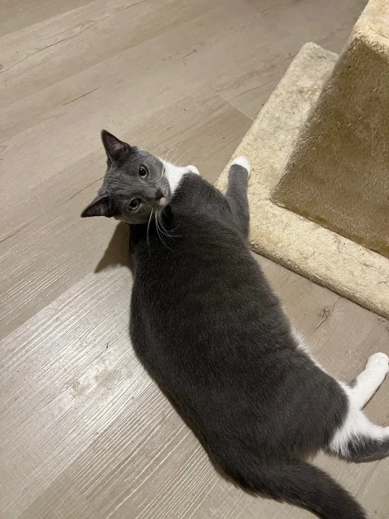 Sweetart thumbnail 4