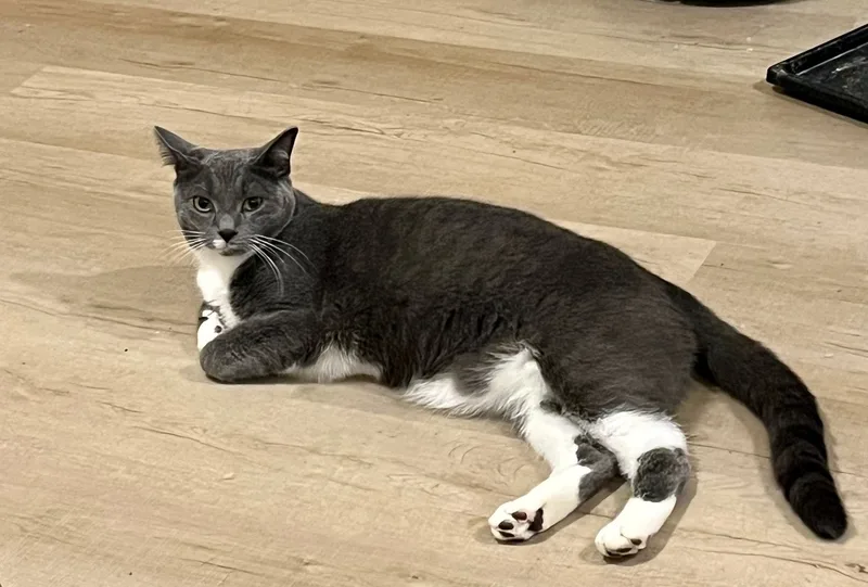 Sweetart thumbnail 5