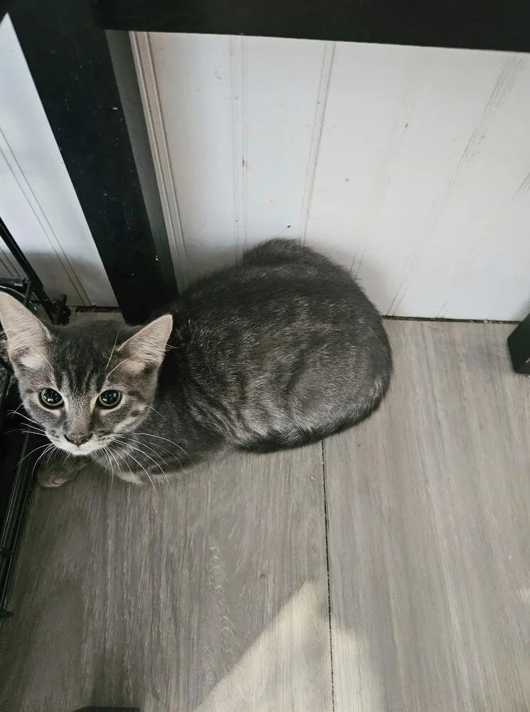 Fireball thumbnail 2