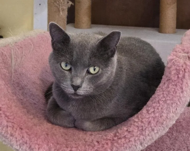An adult medium-sized female Russian Blue cat named Moxie for adoption in Flint Hill, VA