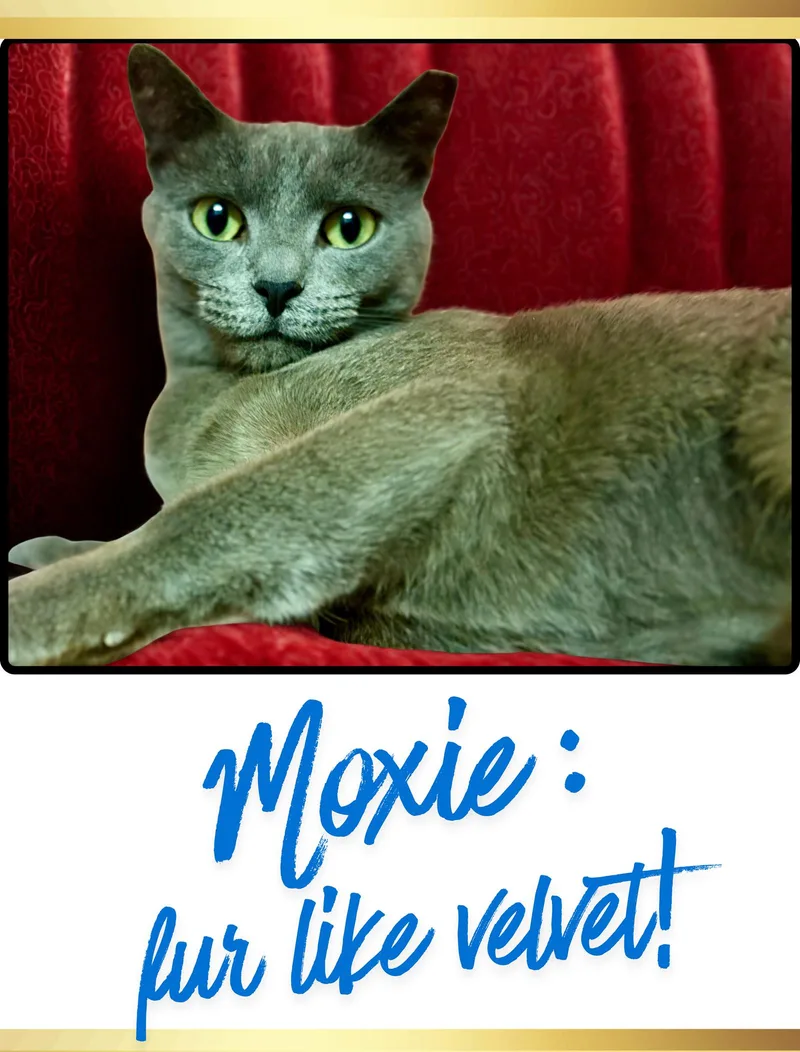 Moxie thumbnail 2