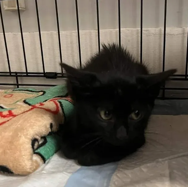 A baby small-sized male Black Domestic Short Hair cat named Oliver for adoption in Weehawken, NJ