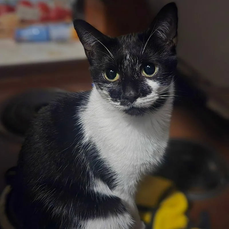 A young medium-sized female Black Domestic Short Hair cat named Angel for adoption in Wind Gap, PA