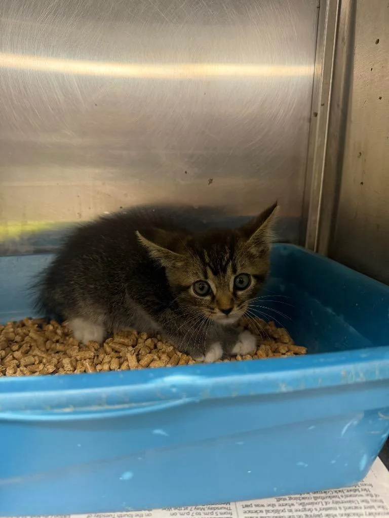 A baby small-sized male Domestic Short Hair cat named Mickey for adoption in Hopkinsville, KY