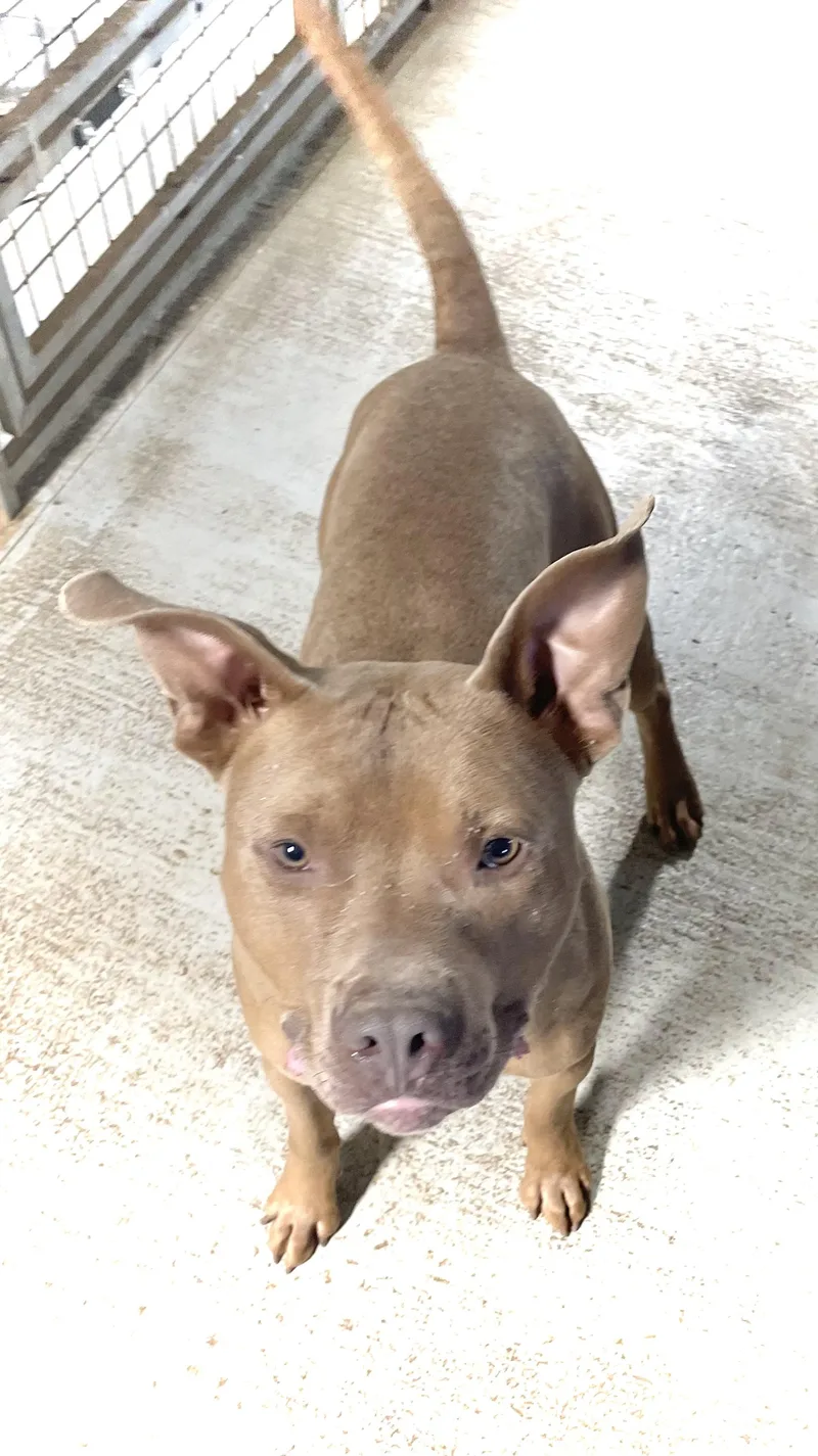 Rudy The Red Nosed thumbnail 3