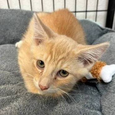 A baby small-sized male Orange / Red Domestic Short Hair cat named Patrick for adoption in Hawthorne, CA
