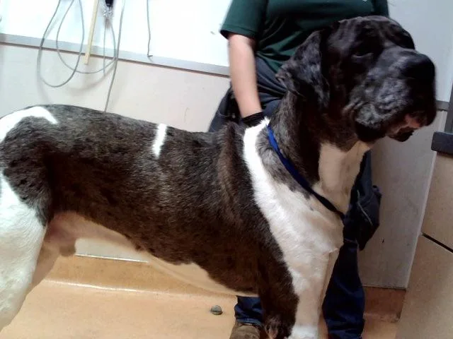 An adult extra large-sized male Great Dane dog named Clint for adoption in Martinez, CA