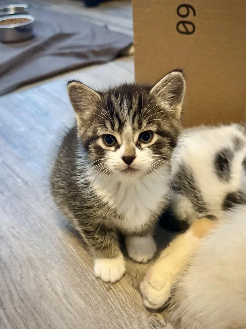 A baby medium-sized male Tabby (Gray / Blue / Silver) Domestic Short Hair cat named Randy Lee for adoption in Hartland, MI