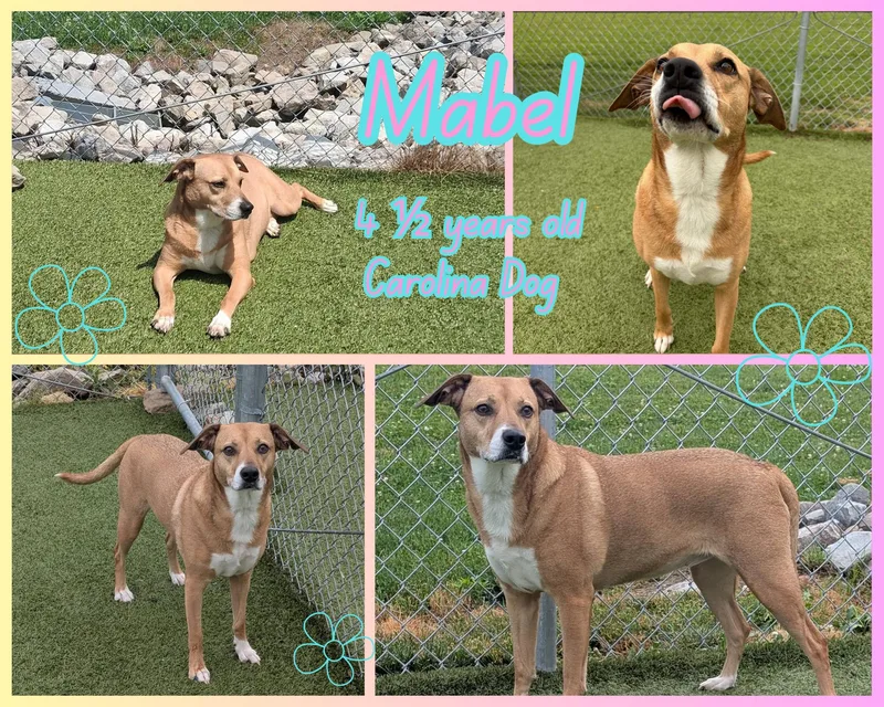 An adult medium-sized female Yellow / Tan / Blond / Fawn Carolina Dog dog named Mabel for adoption in Franklin, IN