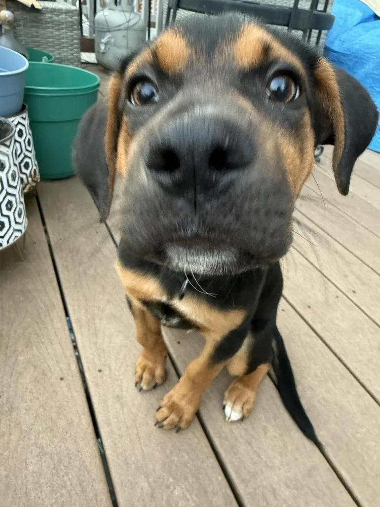 Babe Hank The Hound thumbnail 2