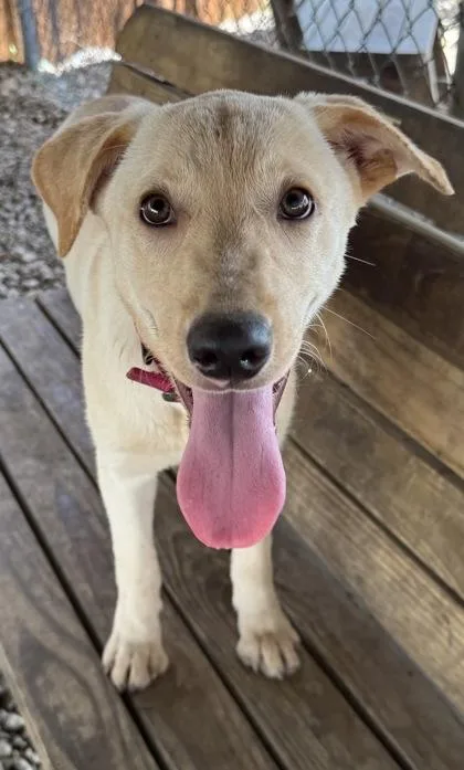 A young large-sized female Golden Retriever dog named Cammy for adoption in Plano, TX