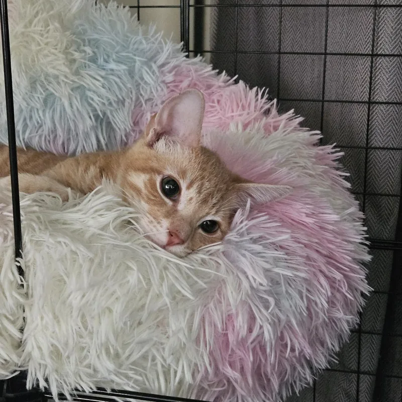 Orenji